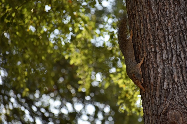 若交易得以 若交易得以