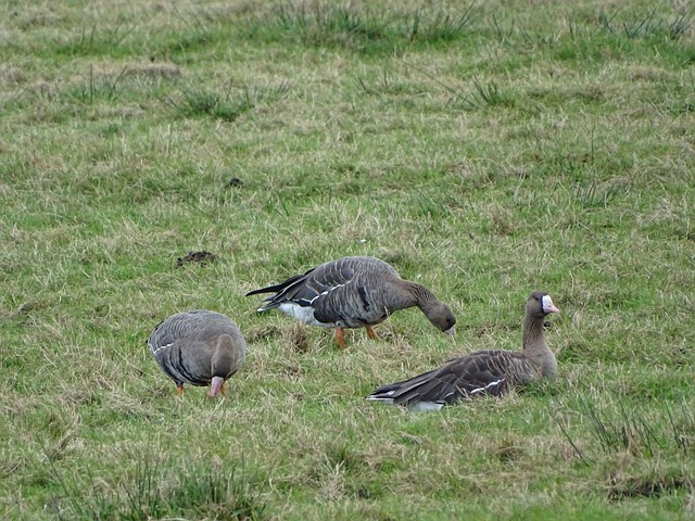 现象的队伍 现象的队伍