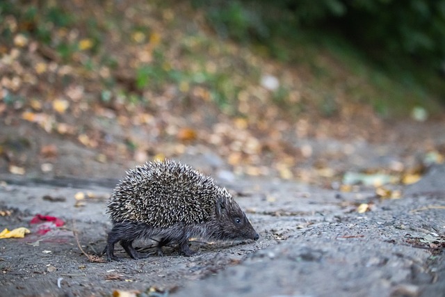 護以及進攻 護以及進攻