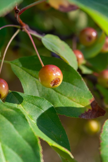 家投入形成 家投入形成